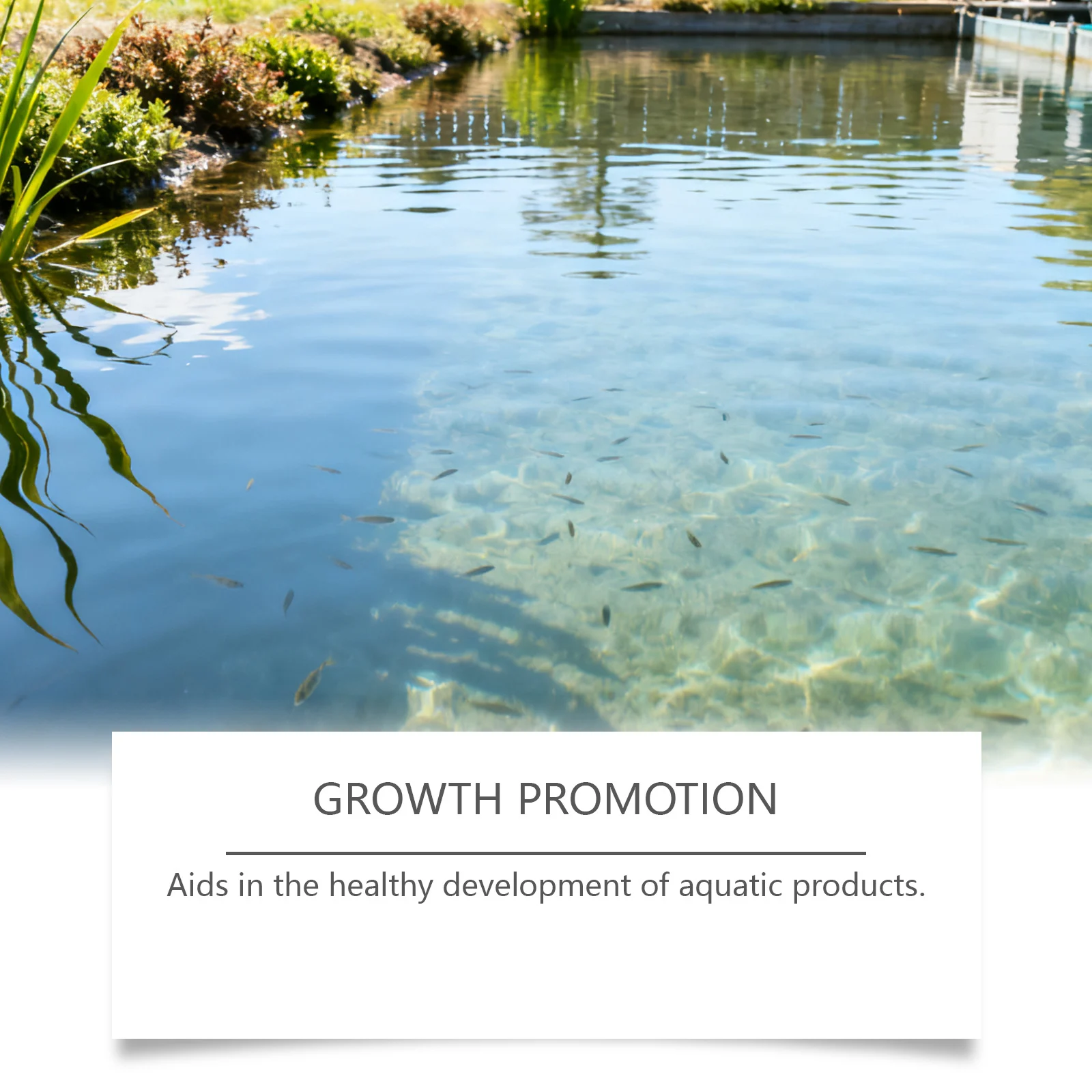 Mixed Feed Additive Powder for Aquaculture - Growth & Stability Formula 6 aquatic feed additive powder spu988677708198 desc 6
