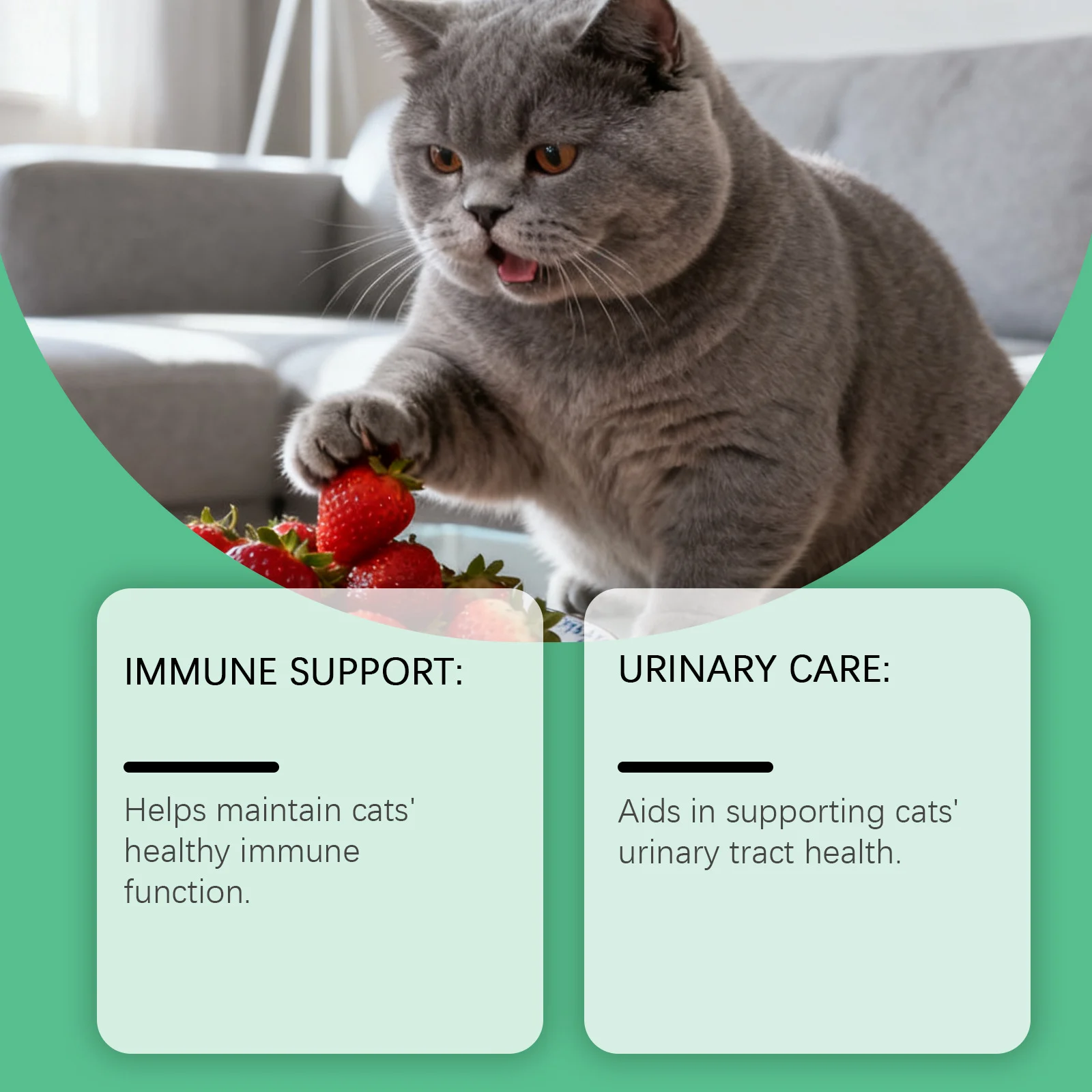 Cat Immune and Urinary Supplement Drops - 60ml Liquid Formula 5 cat supplement drops spu990100830225 desc 5
